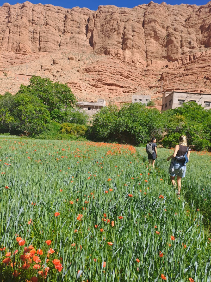 Vallée des Roses & Coquelicots